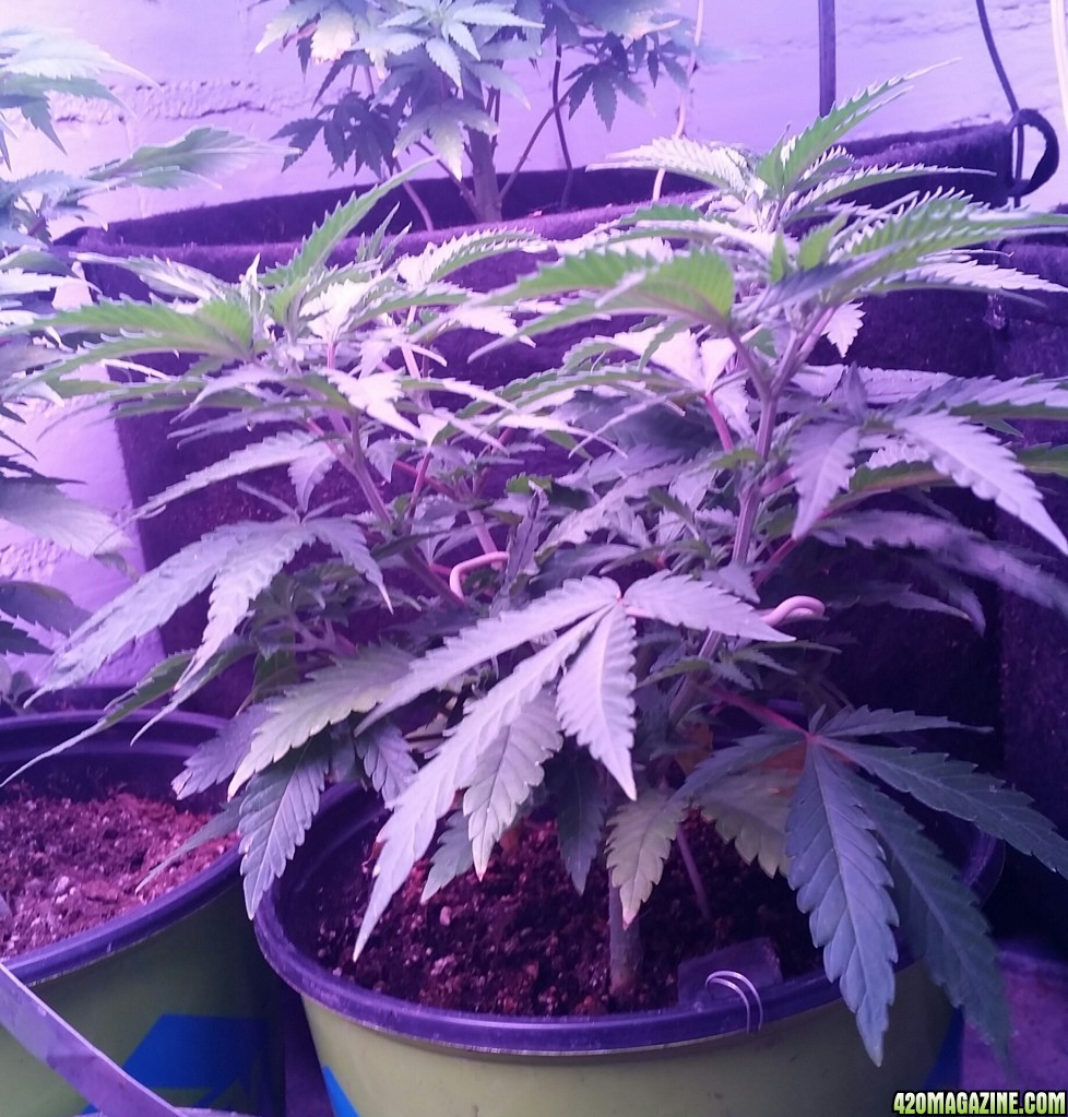 My cannabis girls