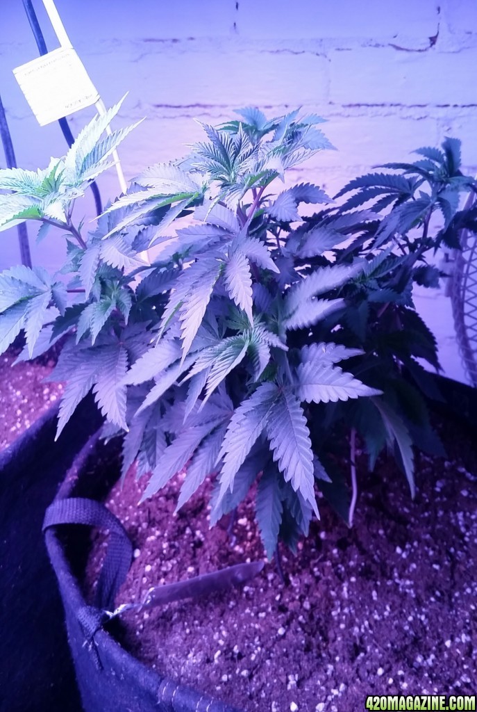 My cannabis girls