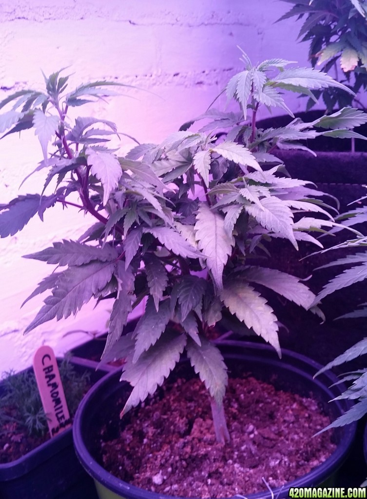 My cannabis girls