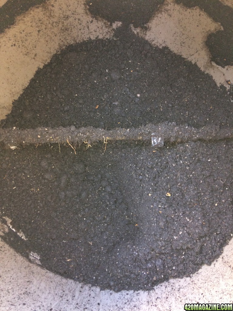 My compost