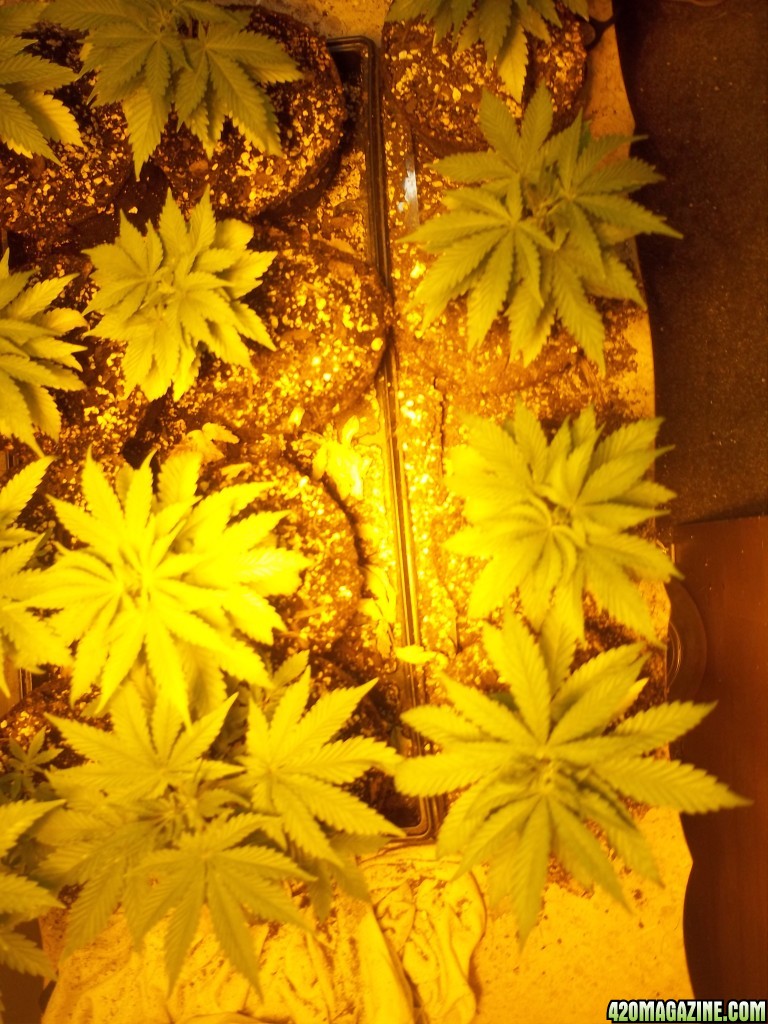 my Durban poison  4 weeks