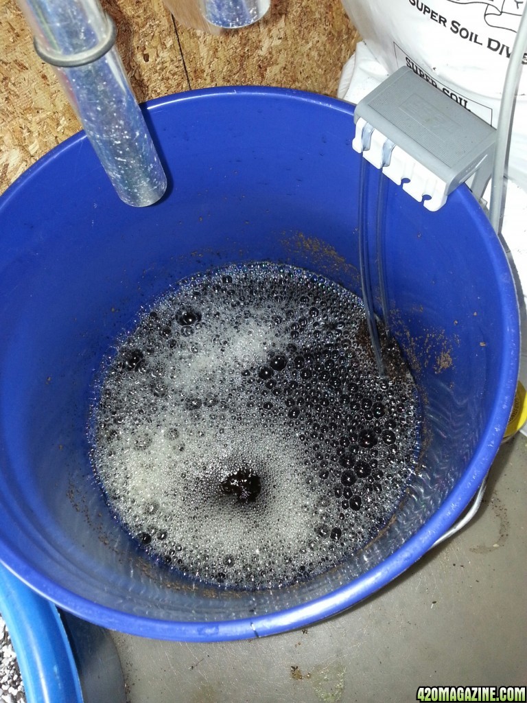 my first ACT (Aerated Compost Tea)