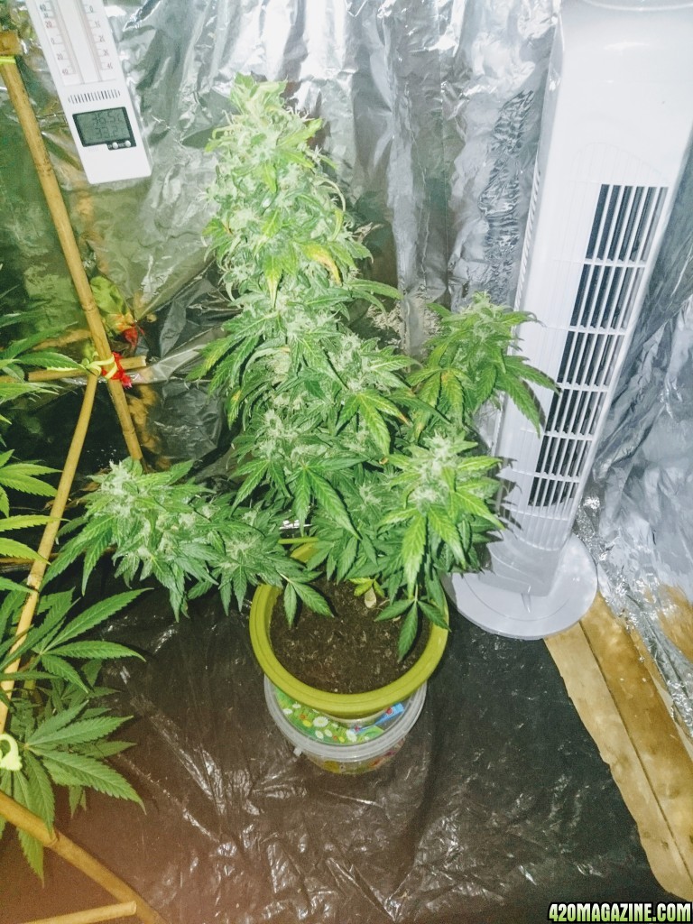 My first auto amnesia