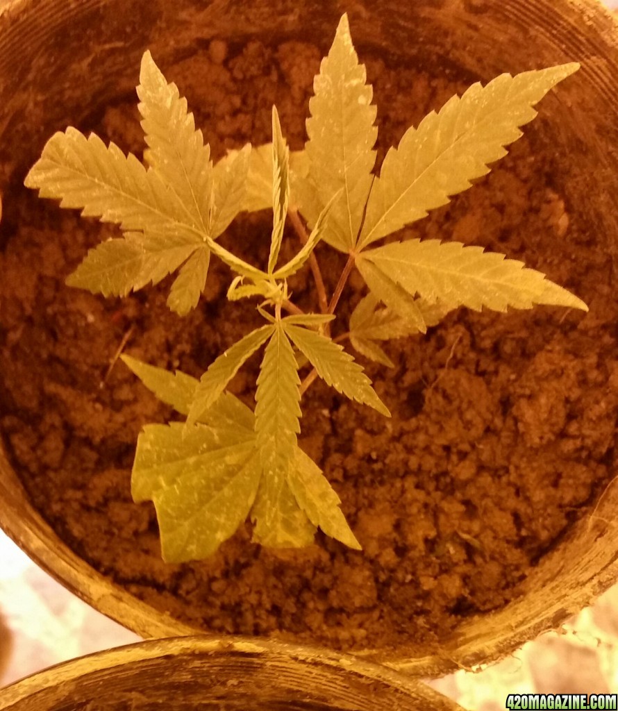 My first clone!