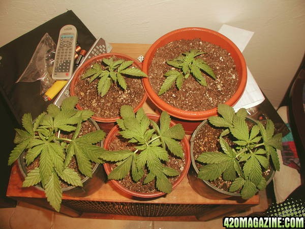 My first cultivation when I was 17