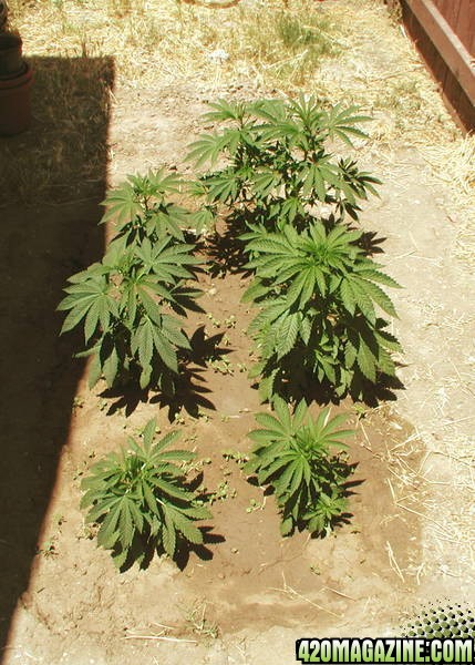 My first cultivation when I was 17