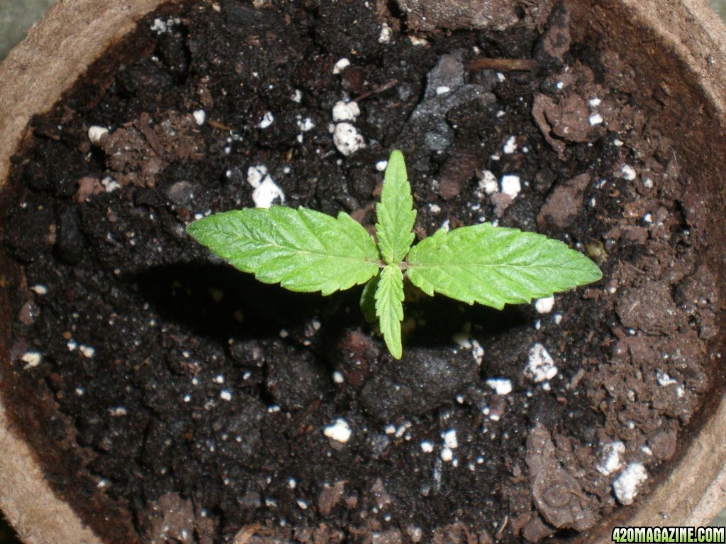 my first grow. 14 days old