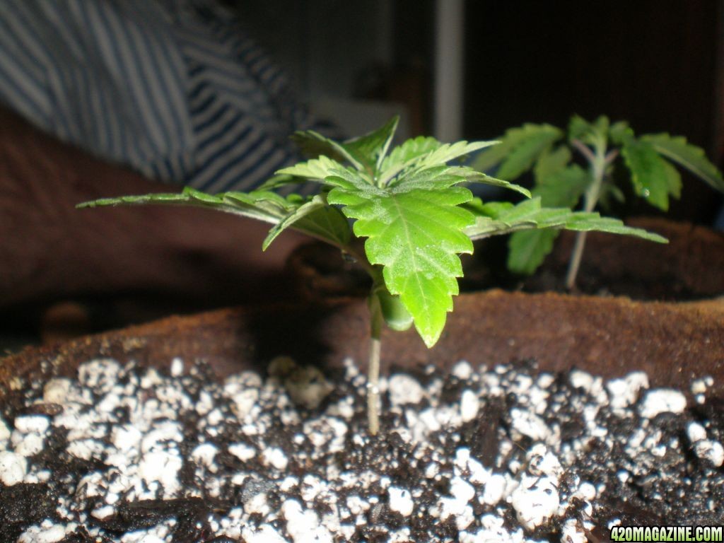 my first grow. 14 days old