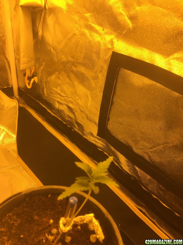 my first grow tent grow-