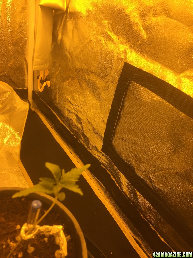 my first grow tent grow-