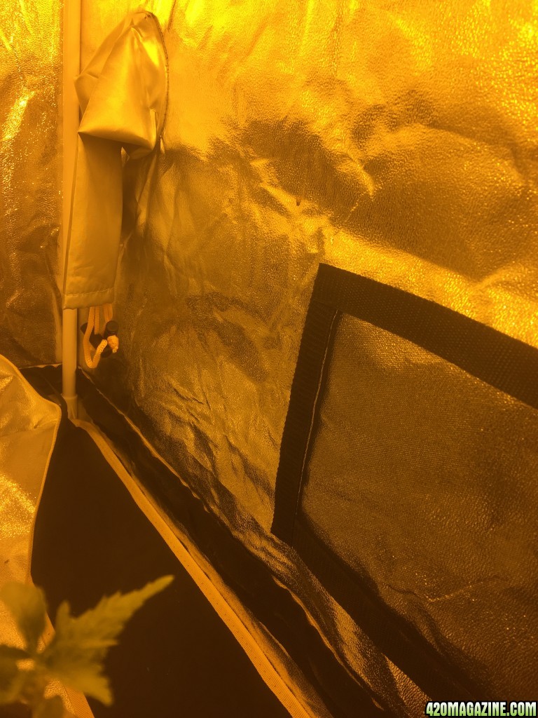 my first grow tent grow-