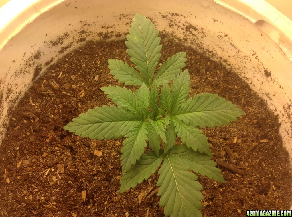 My First Grow Week 2