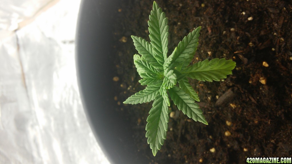 My first grow