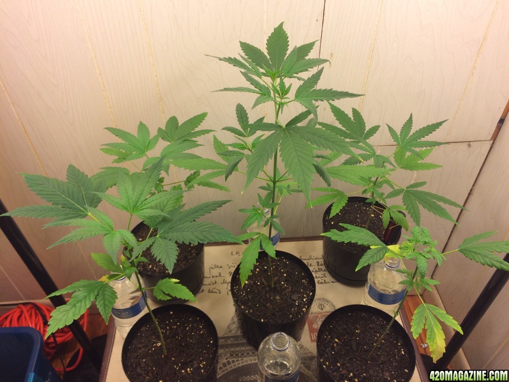 My first grow