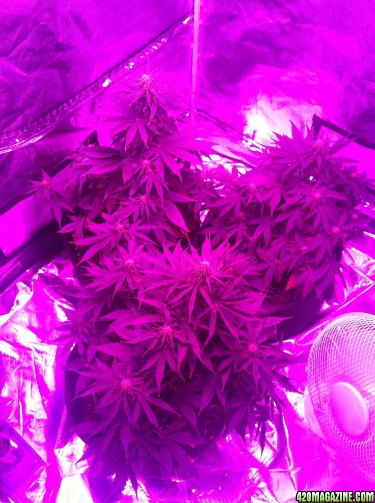 My first grow