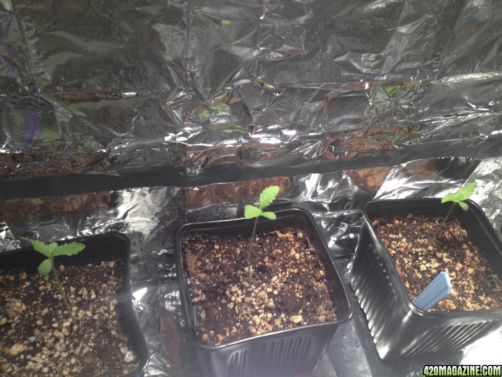 My First Grow