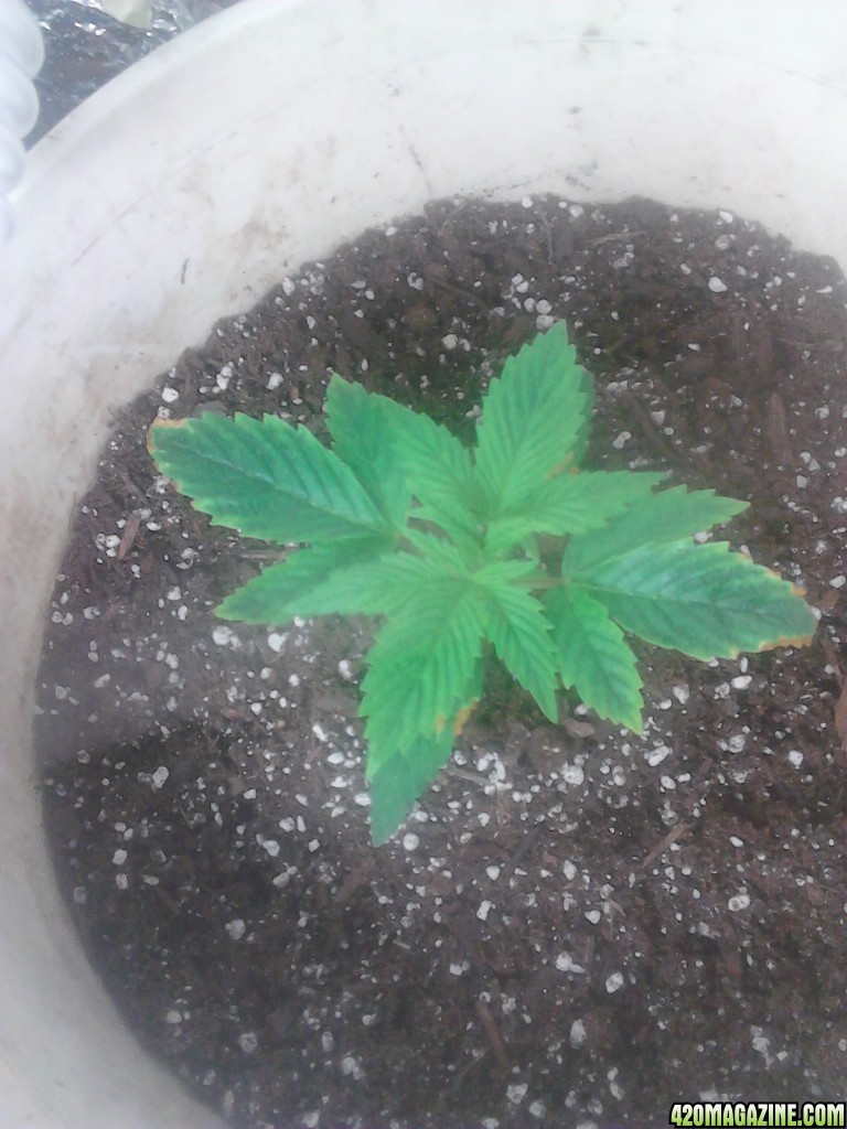 My first grow