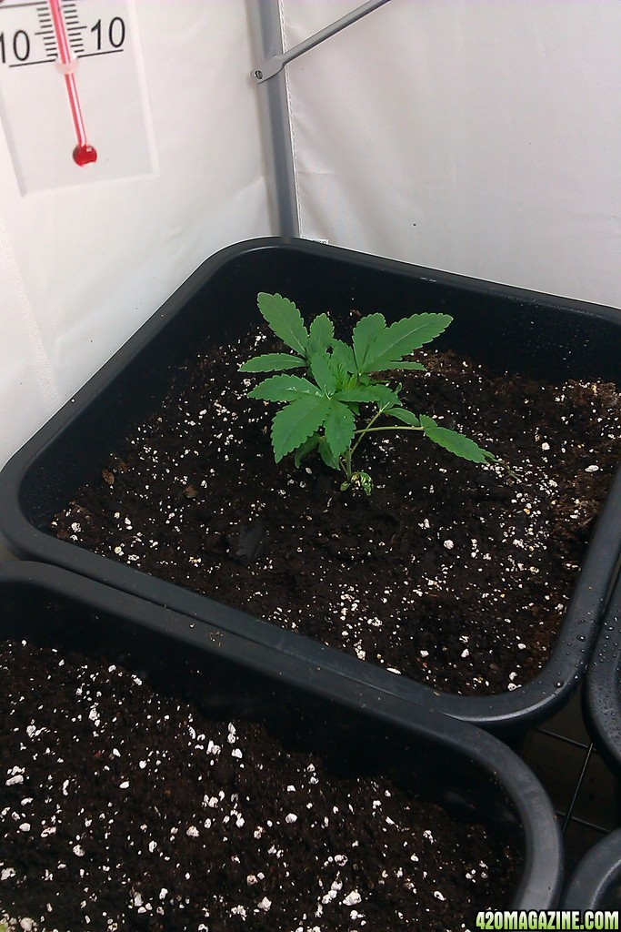 my first indoor CFL grow 223W (so far)