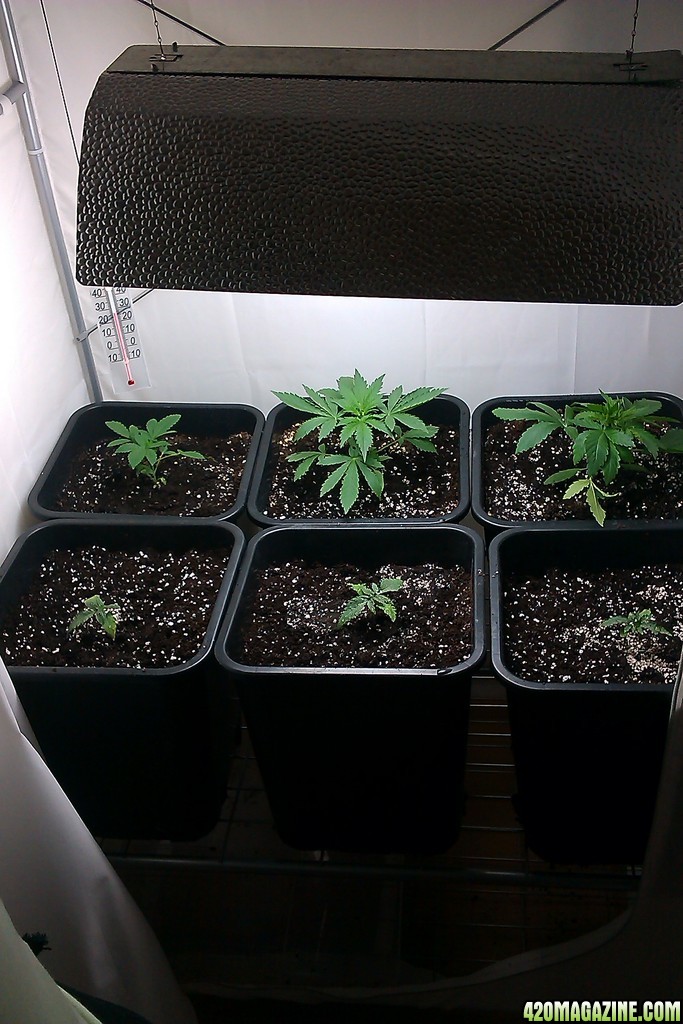 my first indoor CFL grow 223W (so far)