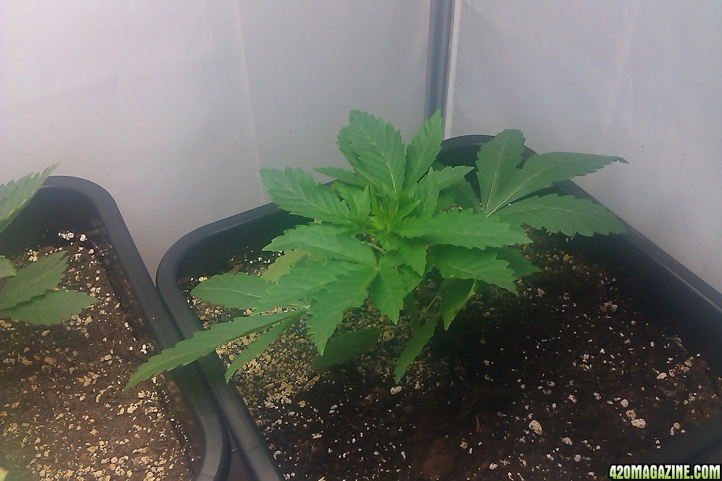 my first indoor CFL grow 223W (so far)