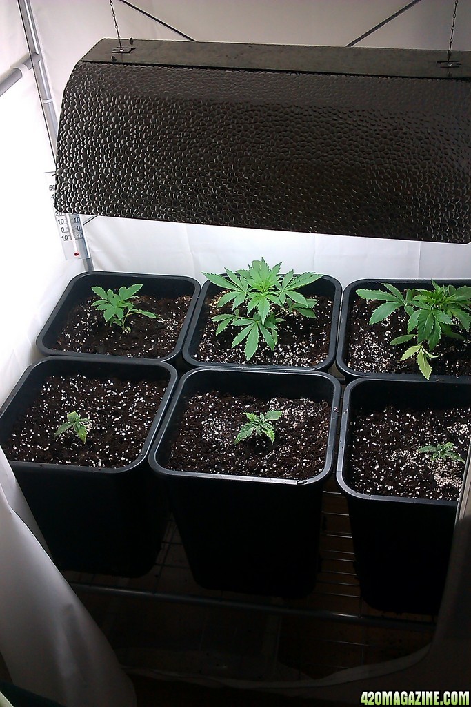 my first indoor CFL grow 223W (so far)