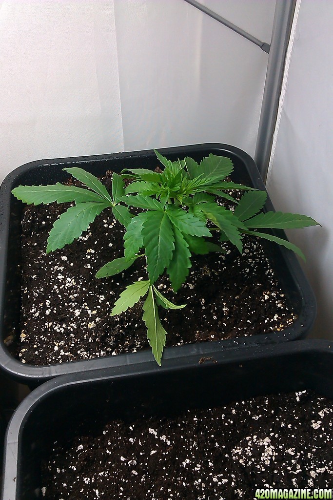 my first indoor CFL grow 223W (so far)