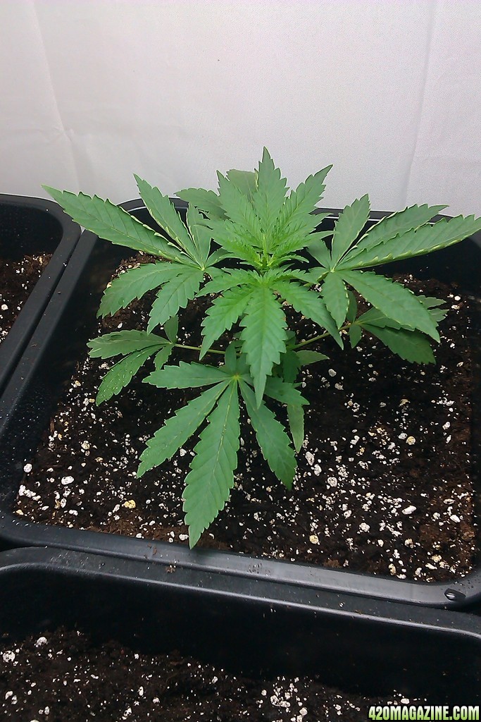 my first indoor CFL grow 223W (so far)