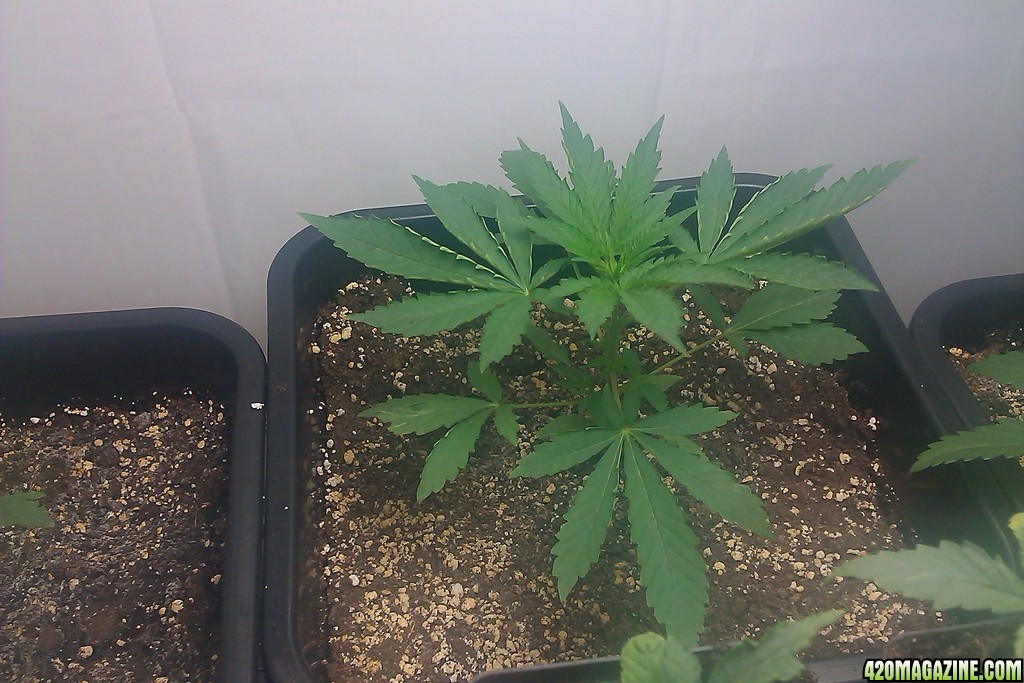 my first indoor CFL grow 223W (so far)