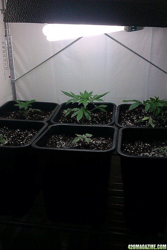 my first indoor CFL grow 223W (so far)