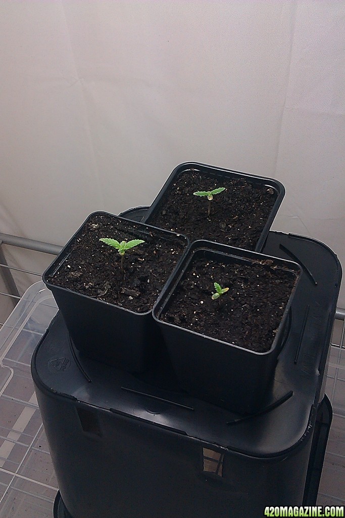 my first indoor CFL grow 223W (so far)