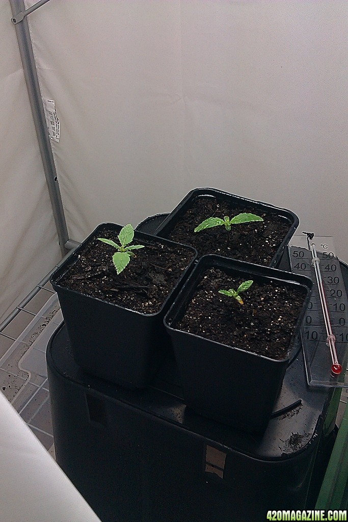 my first indoor CFL grow 223W (so far)