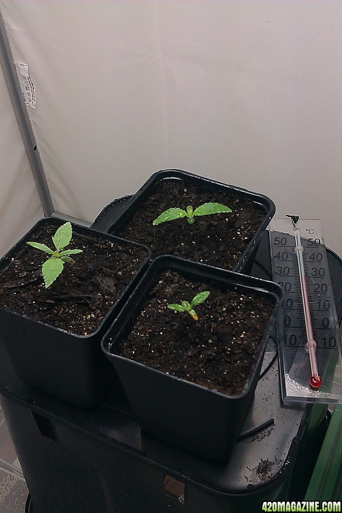 my first indoor CFL grow 223W (so far)