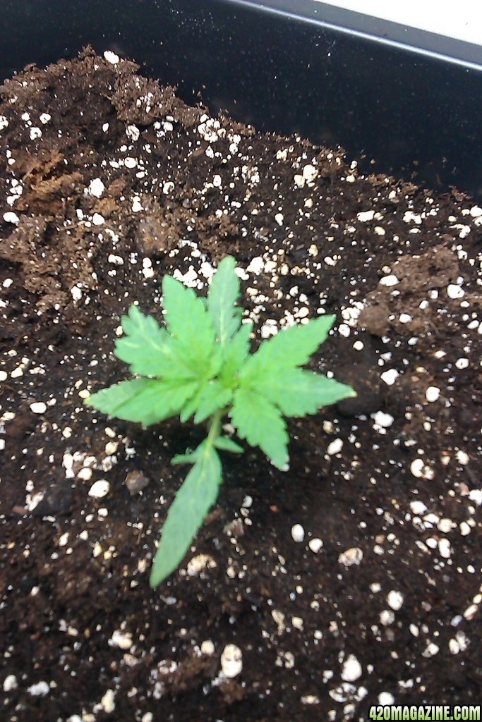 my first indoor CFL grow 223W (so far)