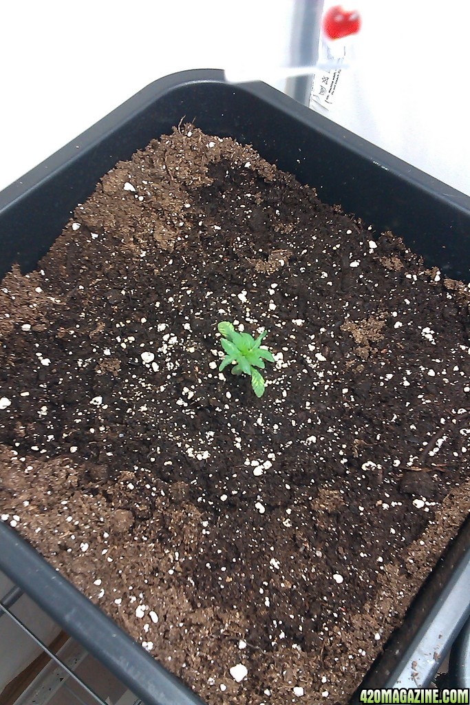 my first indoor CFL grow 223W (so far)