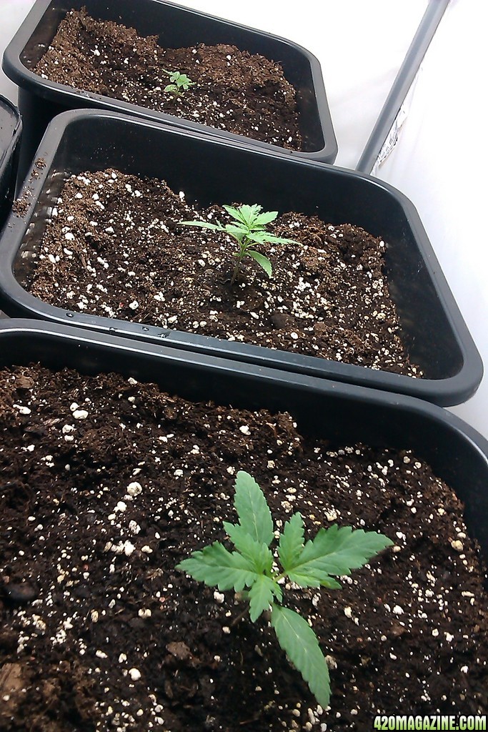 my first indoor CFL grow 223W (so far)