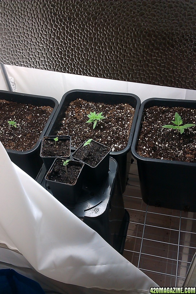 my first indoor CFL grow 223W (so far)