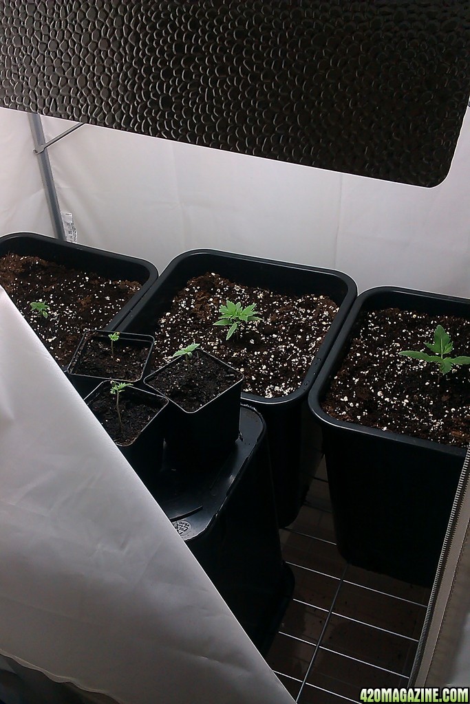 my first indoor CFL grow 223W (so far)