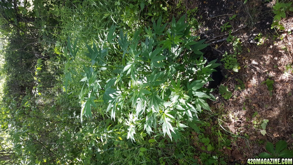 My first outdoor grow