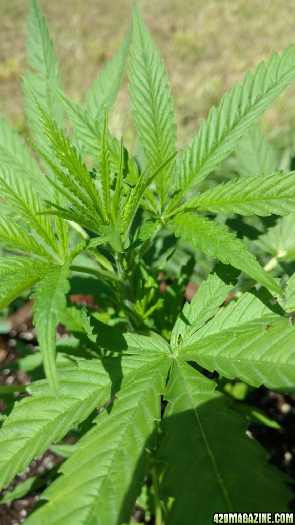 My first outdoor grow.