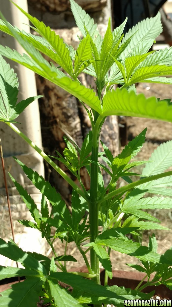 My first outdoor grow.