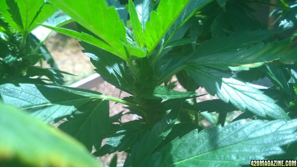 My First Outdoor Grow