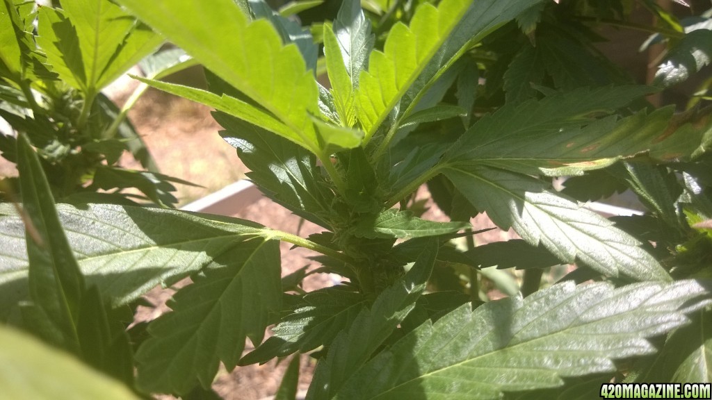 My First Outdoor Grow