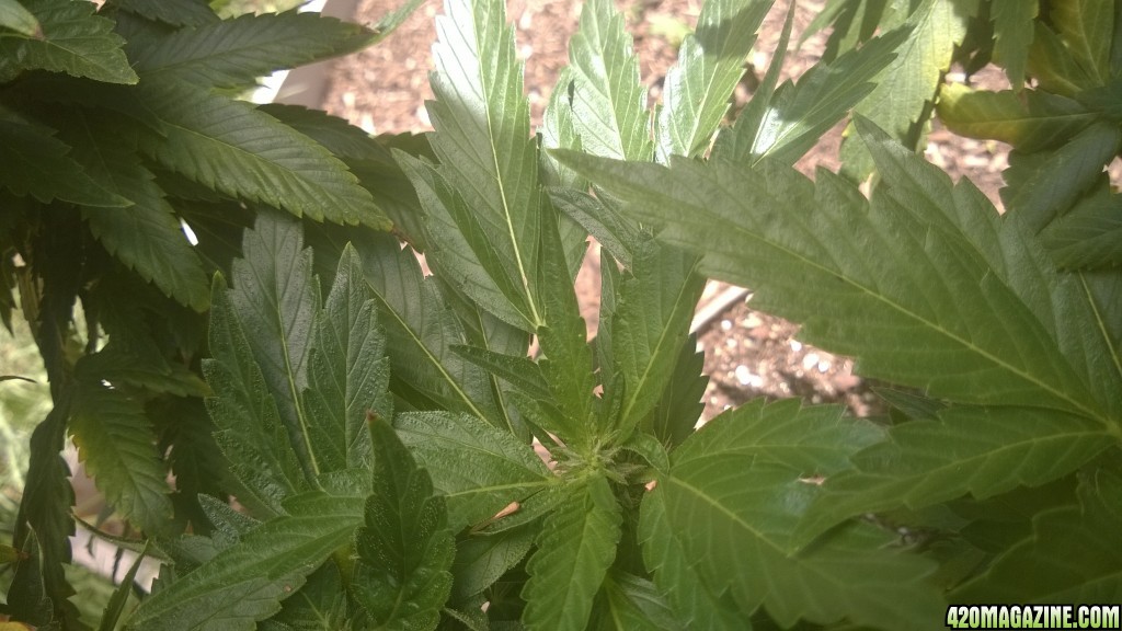 My First Outdoor Grow