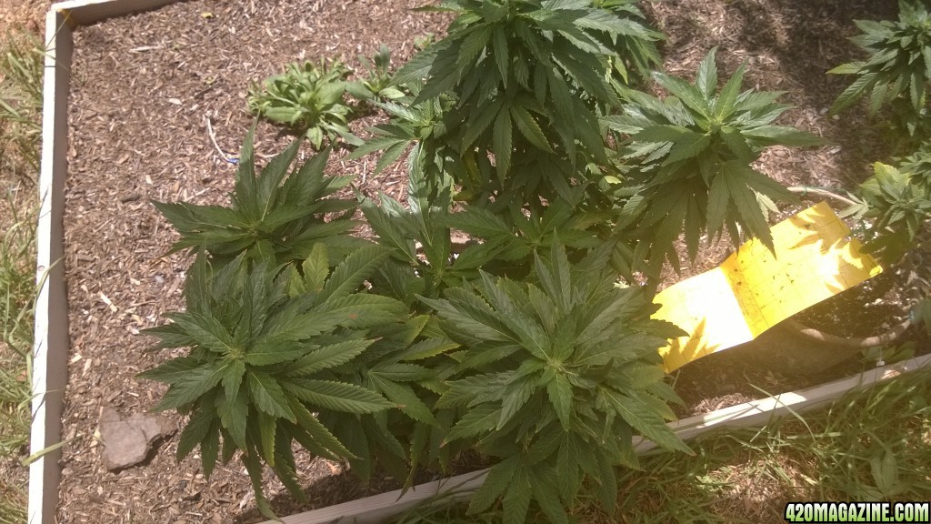 My First Outdoor Grow