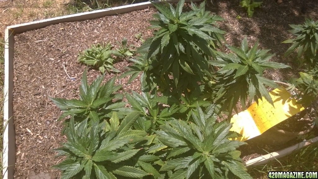 My First Outdoor Grow