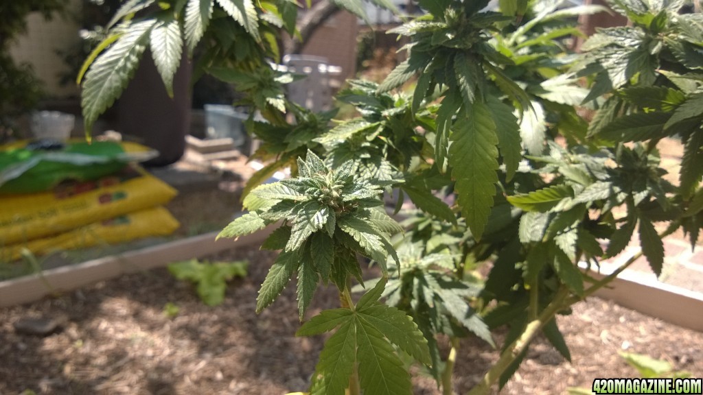 My First Outdoor Grow