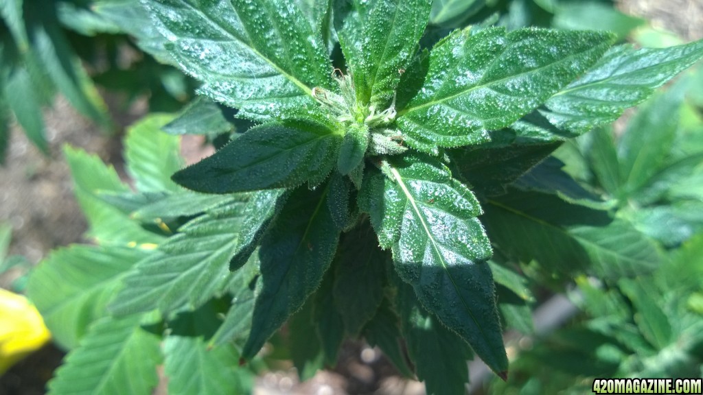 My First Outdoor Grow