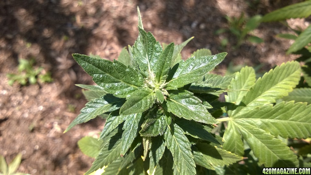 My First Outdoor Grow