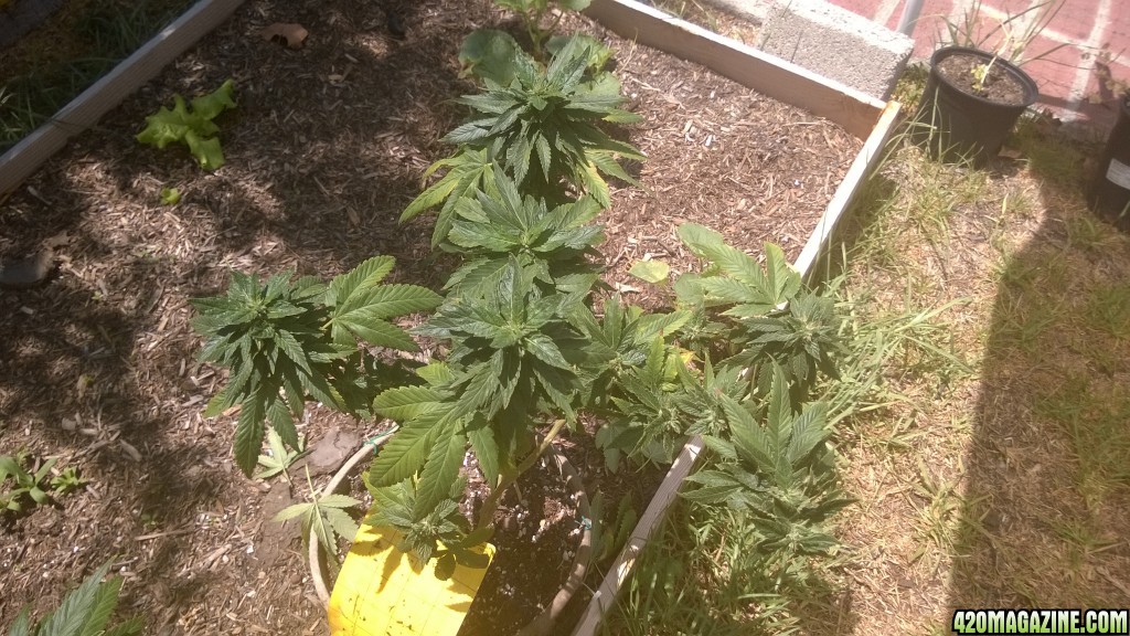 My First Outdoor Grow