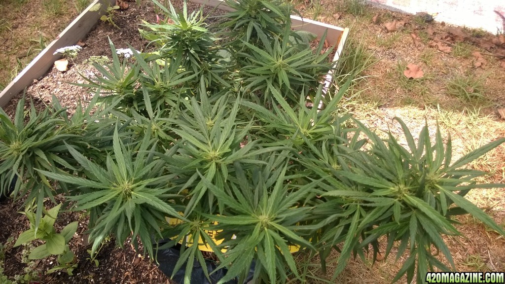 My First Outdoor Grow